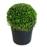 buxus