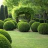buxus3