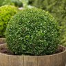 buxus4
