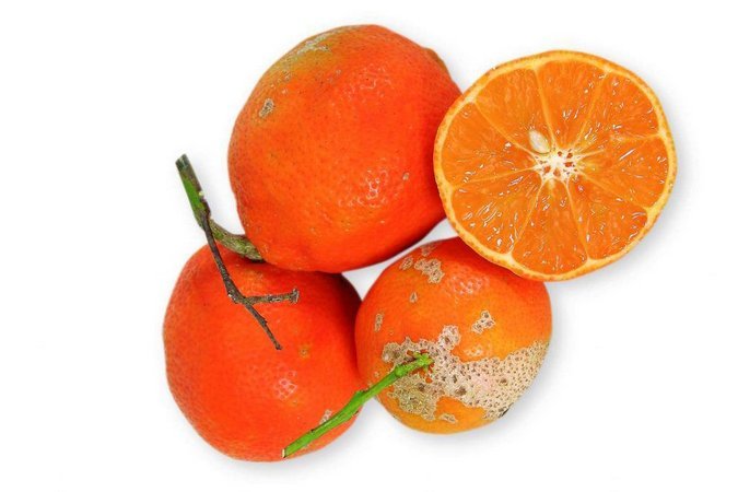Muda de Limão Cravo (Rosa)