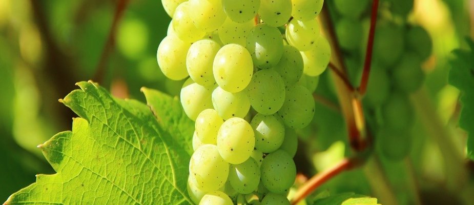 AS DIVERSAS CURIOSIDADES SOBRE O CULTIVO DE UVAS AS DIVERSAS CURIOSIDADES SOBRE O CULTIVO DE UVAS