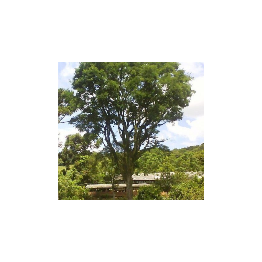 Palmito ( Euterpe edulis)