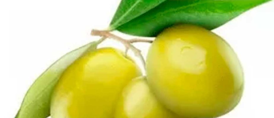 Como Cultivar Oliveira ( Azeitona) Como Cultivar Oliveira ( Azeitona)