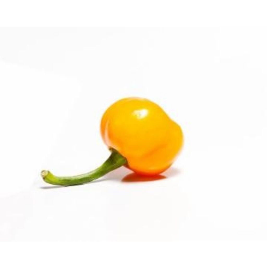 Sementes de Pimenta Arari (Bode Amarela)