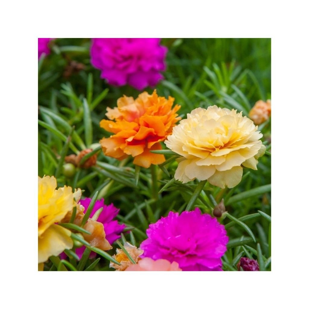 Sementes de Portulaca/Onze-horas Dobrada Sortida
