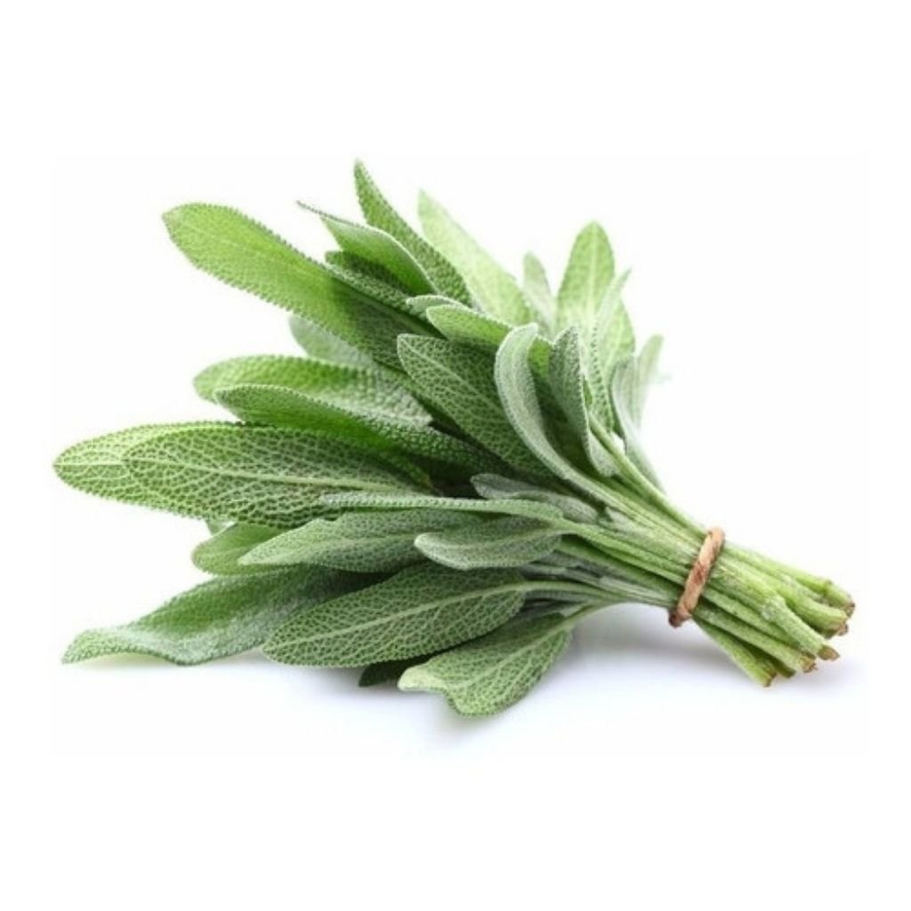 Sementes de Sálvia