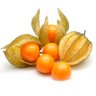 muda physalis mondini plantas