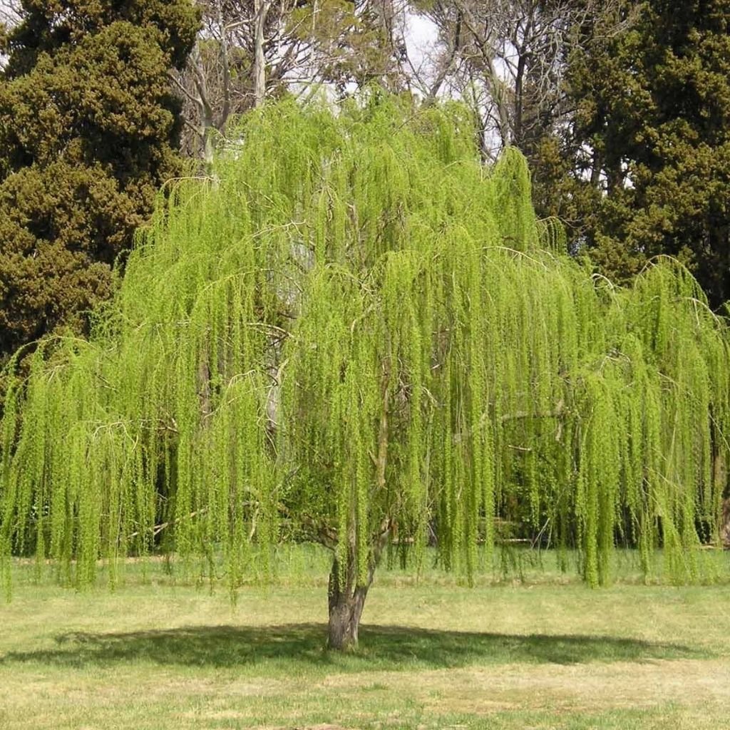 Muda de Chorão Salsa (Salix babylonica) Pronta para Plantio Aquático