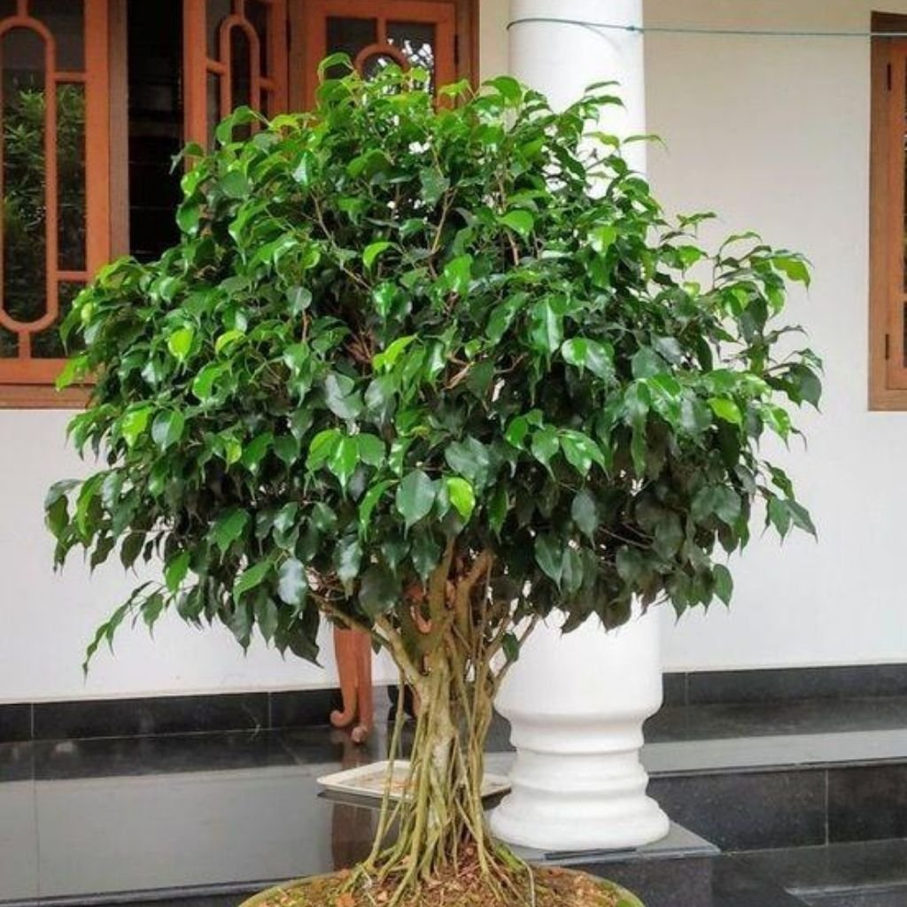 Muda de Ficus
