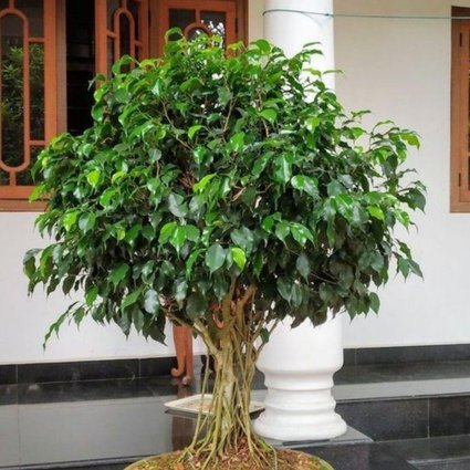 Muda de Ficus Mondini Plantas