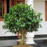 Muda de Ficus Mondini Plantas