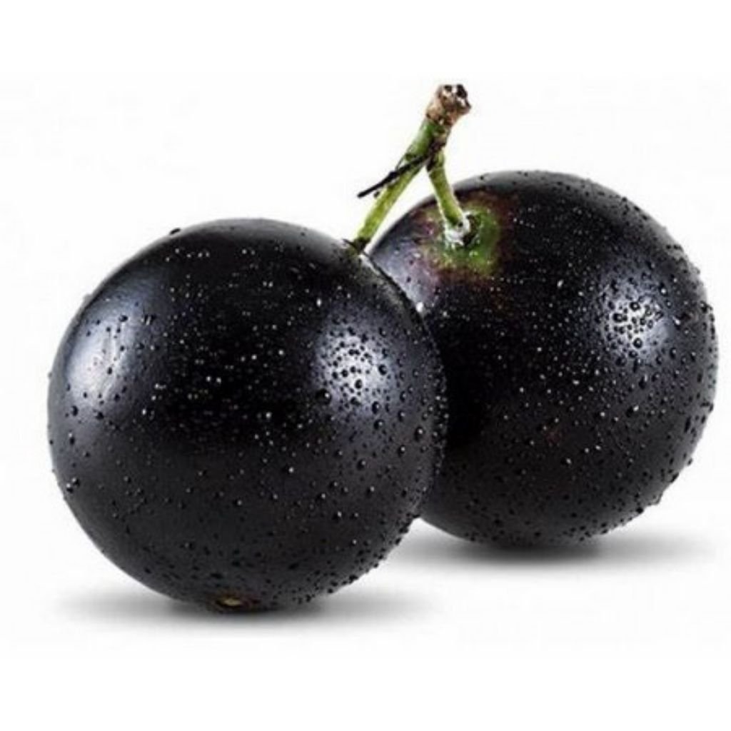 Muda de Jabuticaba Pequena