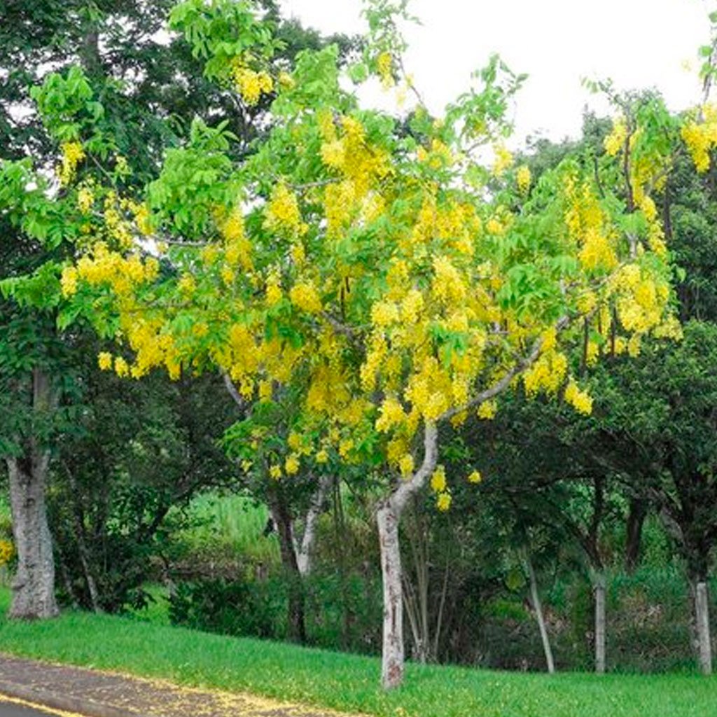 Muda de Chuva de Ouro Pequena