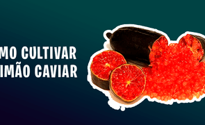 como cultivar o limão caviar