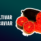 como cultivar o limão caviar