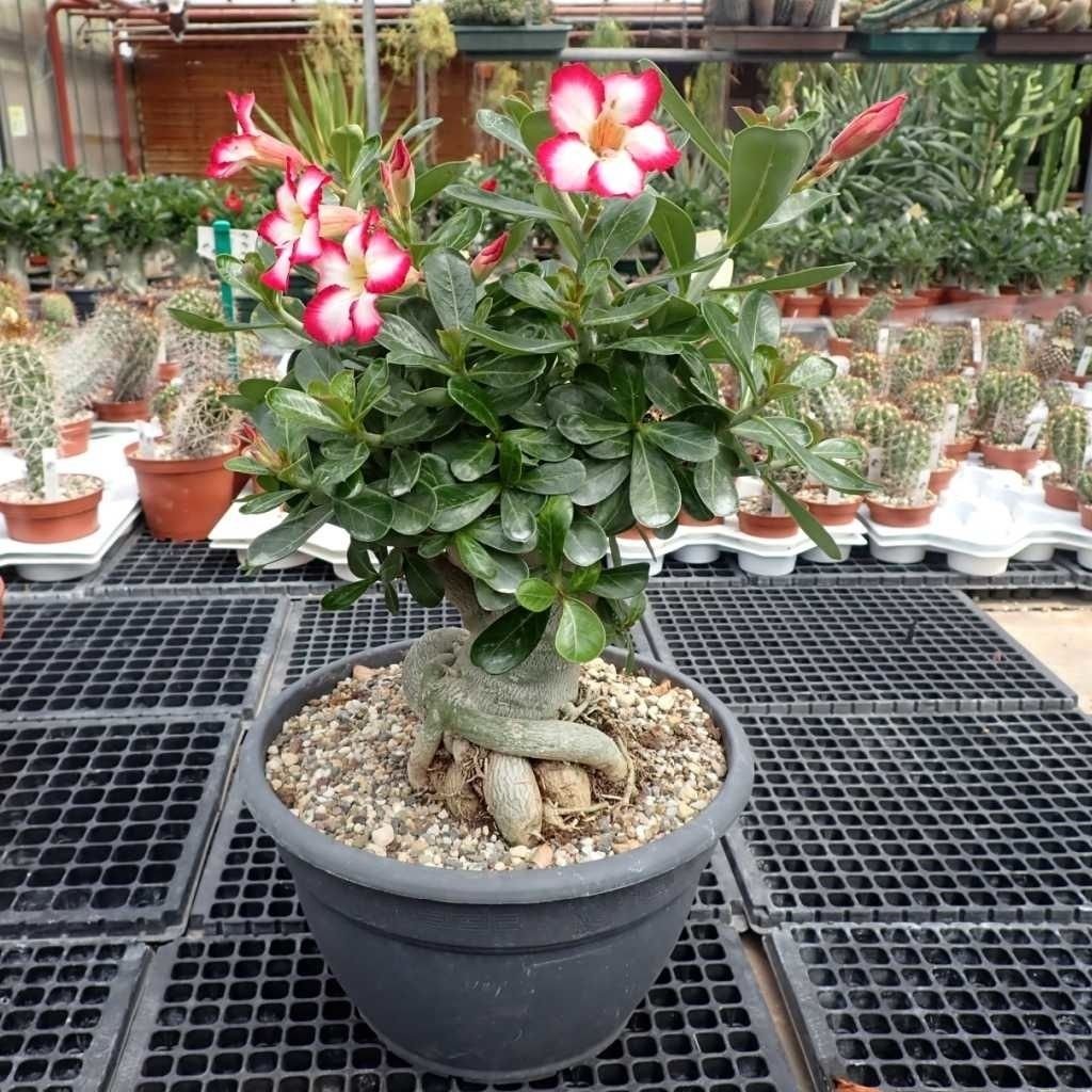 Rosa do Deserto