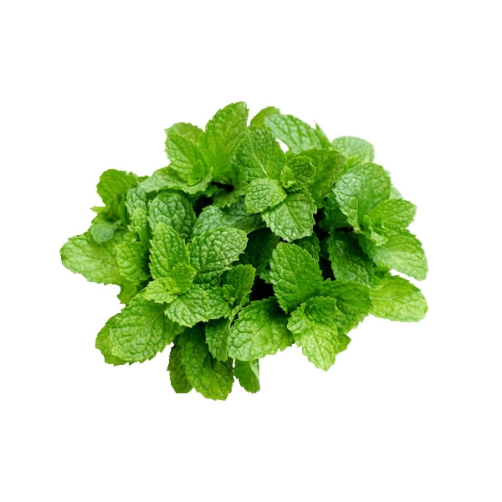 Sementes de Hortelã/Menta