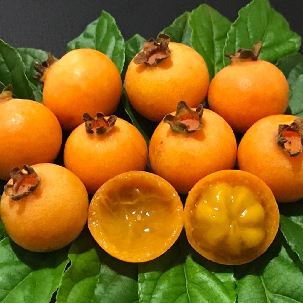 Gabiroba da Serra Pequena