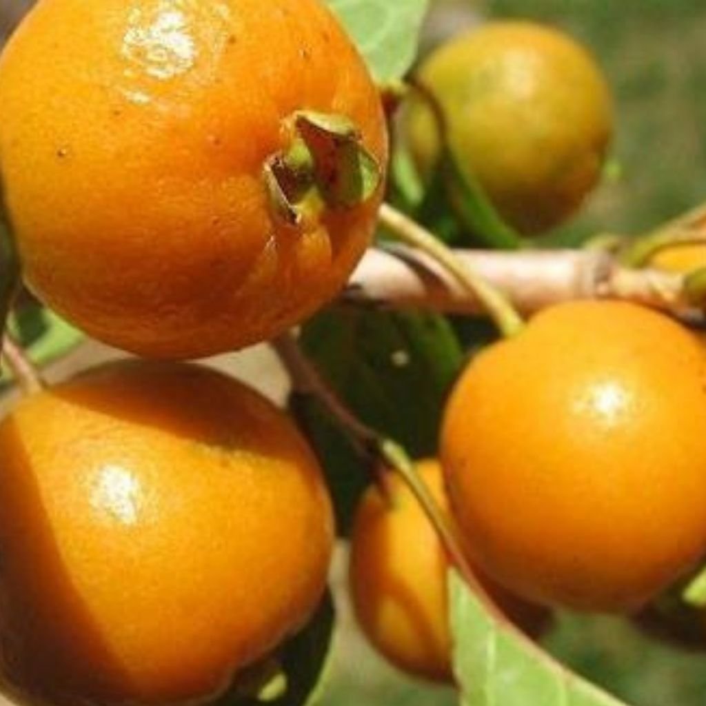 Muda de Gabiroba Crespa