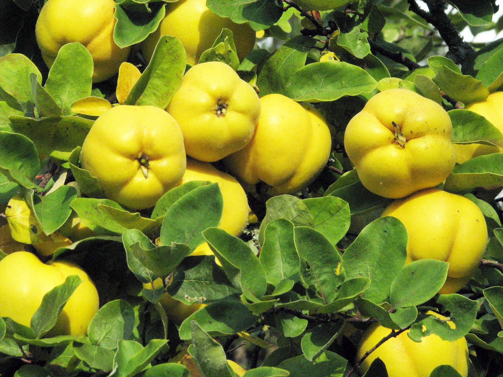Muda de Marmelo Doce (Cydonia oblonga) Produz Rápido