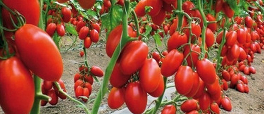 CULTIVO DE TOMATE EM RECIPIENTES