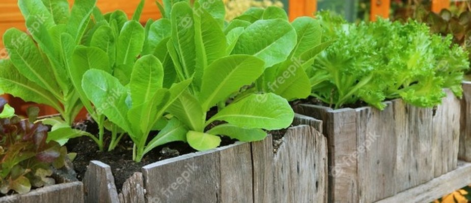 LEGUMES EM RECIPIENTES LEGUMES EM RECIPIENTES