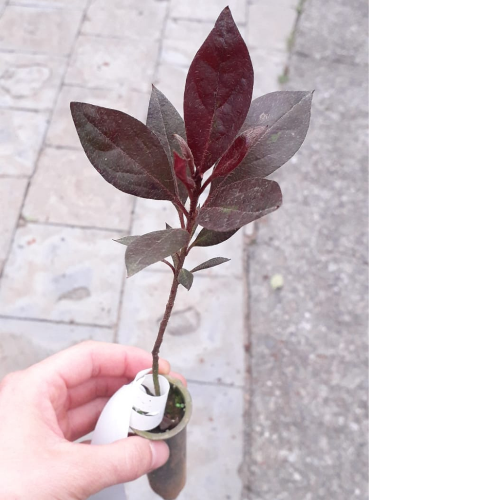 Azaléia Rubra Muda Pequena