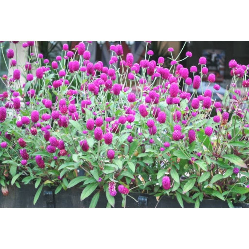 Sementes de Perpétua (Amaranthus Globular)