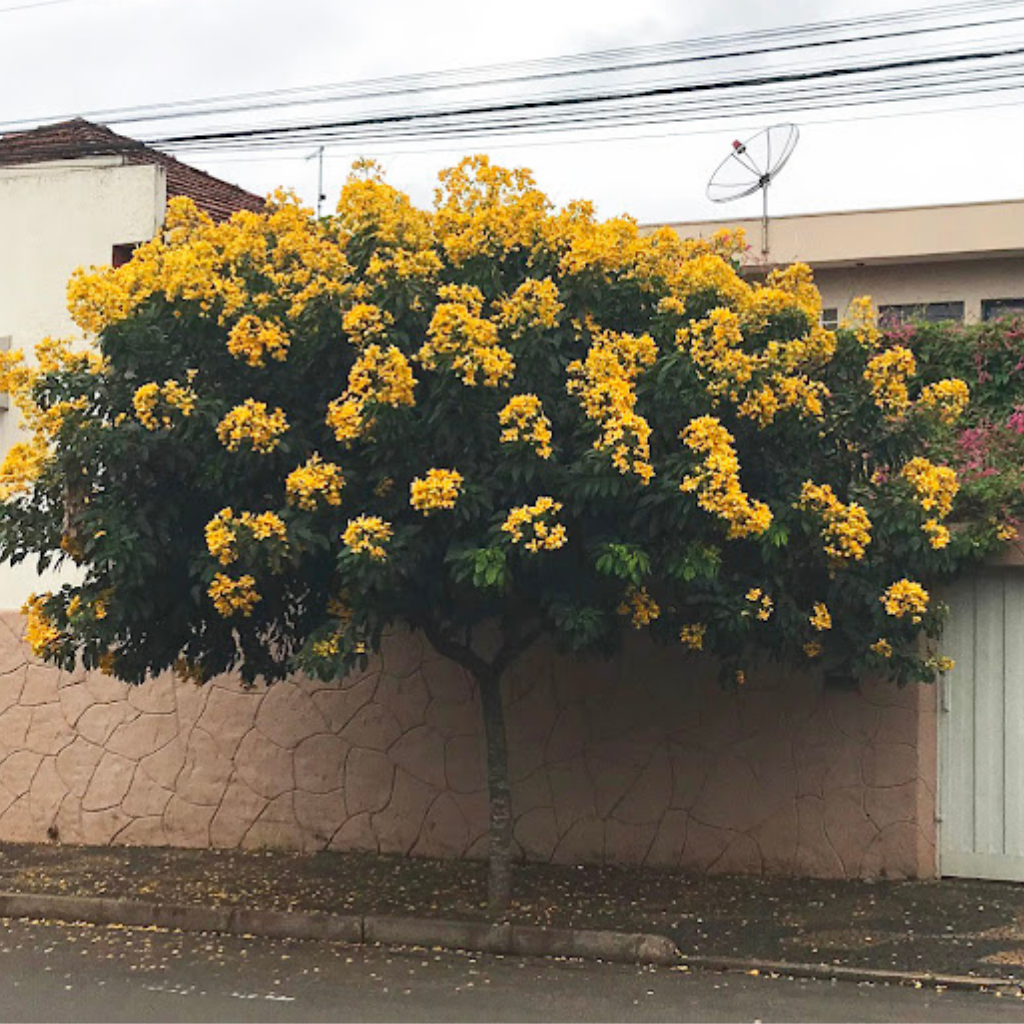 Bolão de Ouro Pequeno