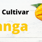 como cultivar manga