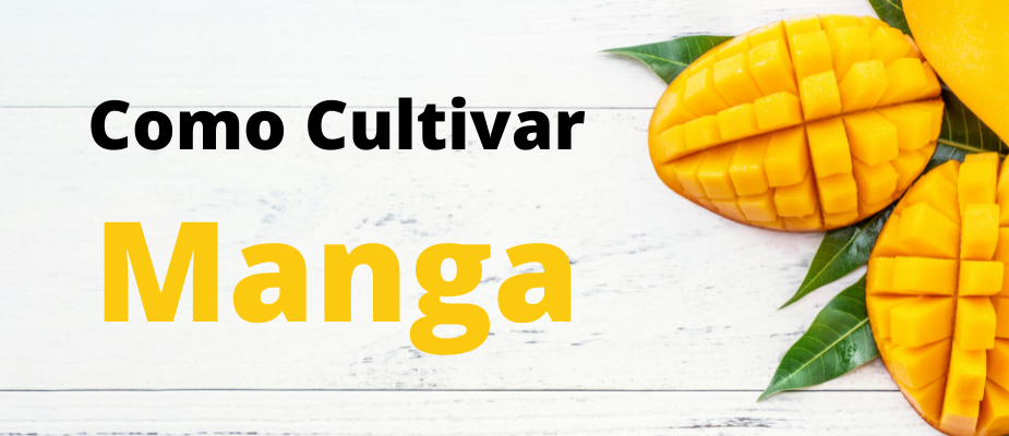 COMO PLANTAR MANGA
