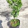Mude de Laranja Kinkan Doce Produzindo Mondini Plantas