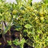 laranja kinkan variegata produzindo laranja kinkan variegata produzindo