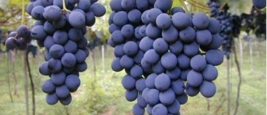 COMO PLANTAR E CULTIVAR UVA