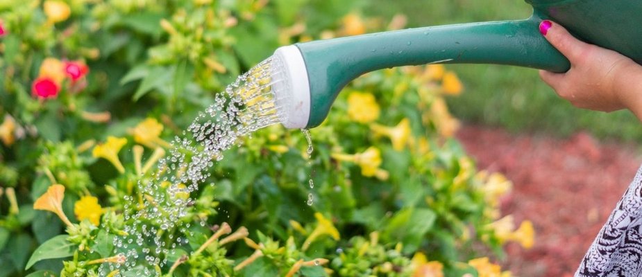 Tudo sobre como regar suas plantas