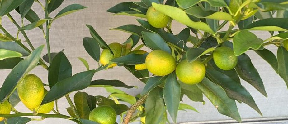 Guia de como cultivar plantas cítricas