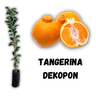 Muda de Tangerina Dekopon enxertada
