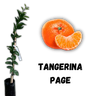 Muda de Tangerina Page enxertada