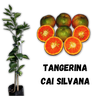 tangerina cai silvana enxertada