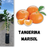 muda de tangerina marisol enxertada