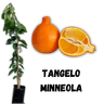 muda de tangelo minneola enxertada