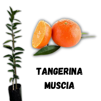 muda de tangerina muscia enxertada