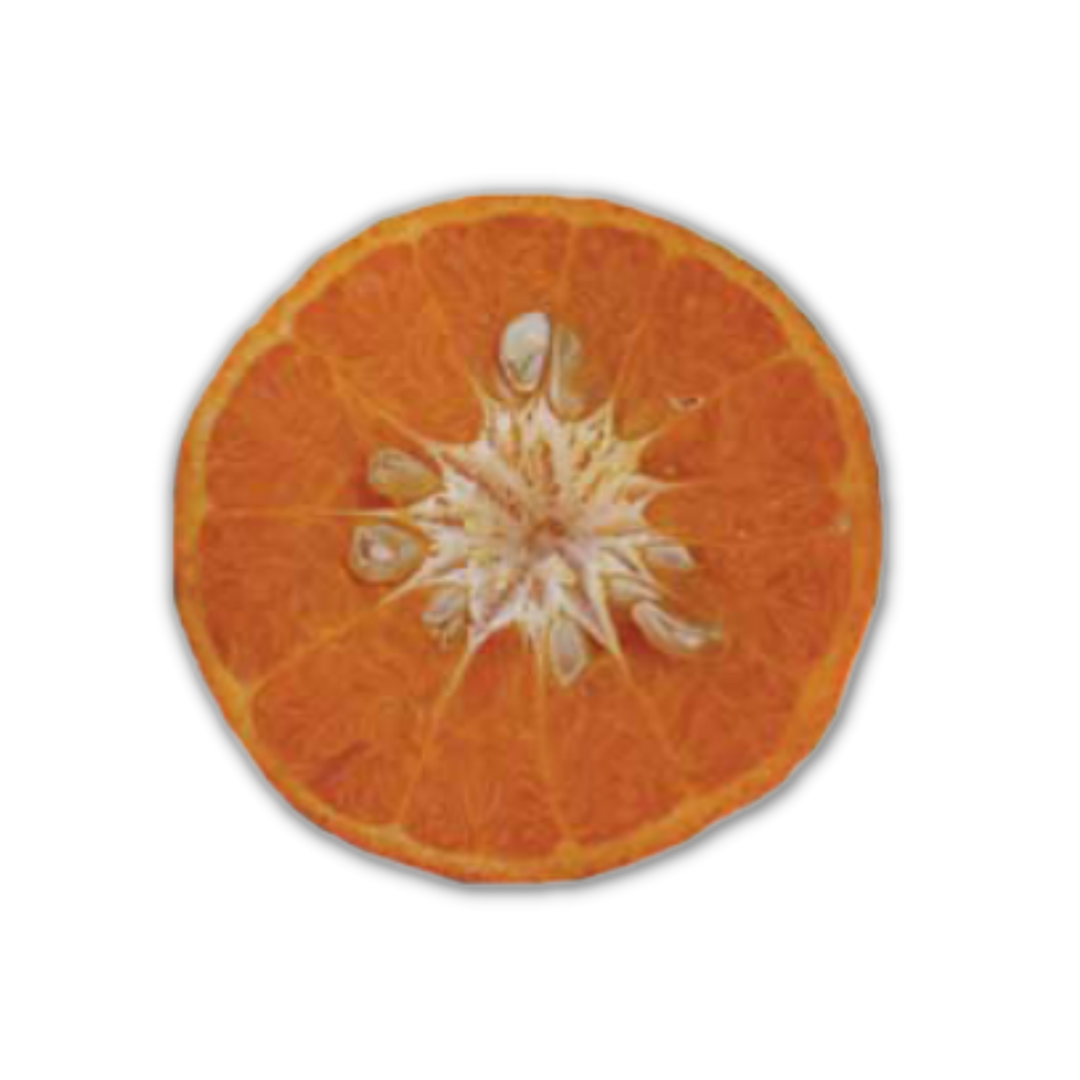 Tangerina Sandupay Enxertada