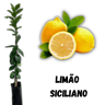 limao siciliano enxertada limao siciliano enxertada