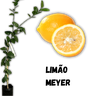 limao meyer enxertado
