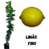 muda de limao fino enxertada mondini plantas