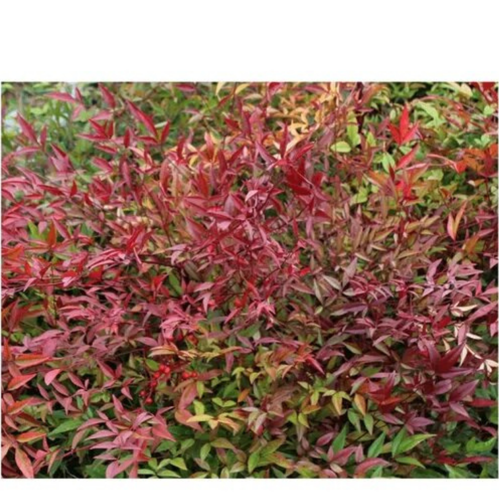 Muda de Nandina