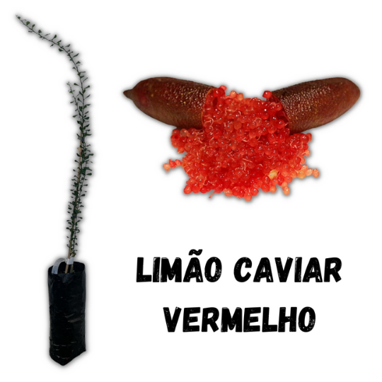Cpia de Semana do Limo Caviar