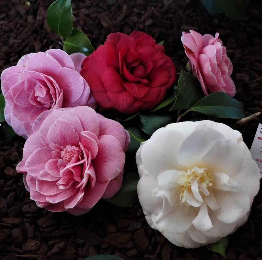 Muda de Camelia
