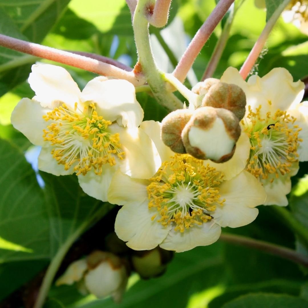 kiwi ideal para cultivar em vaso ou no quintal